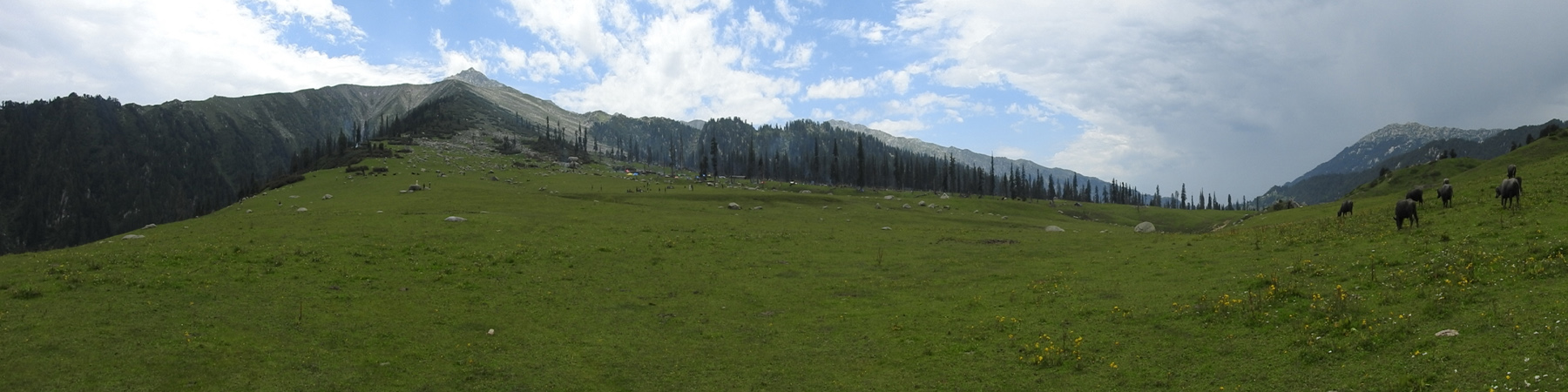 Seoj Dhar, Bhaderwah Forest Division